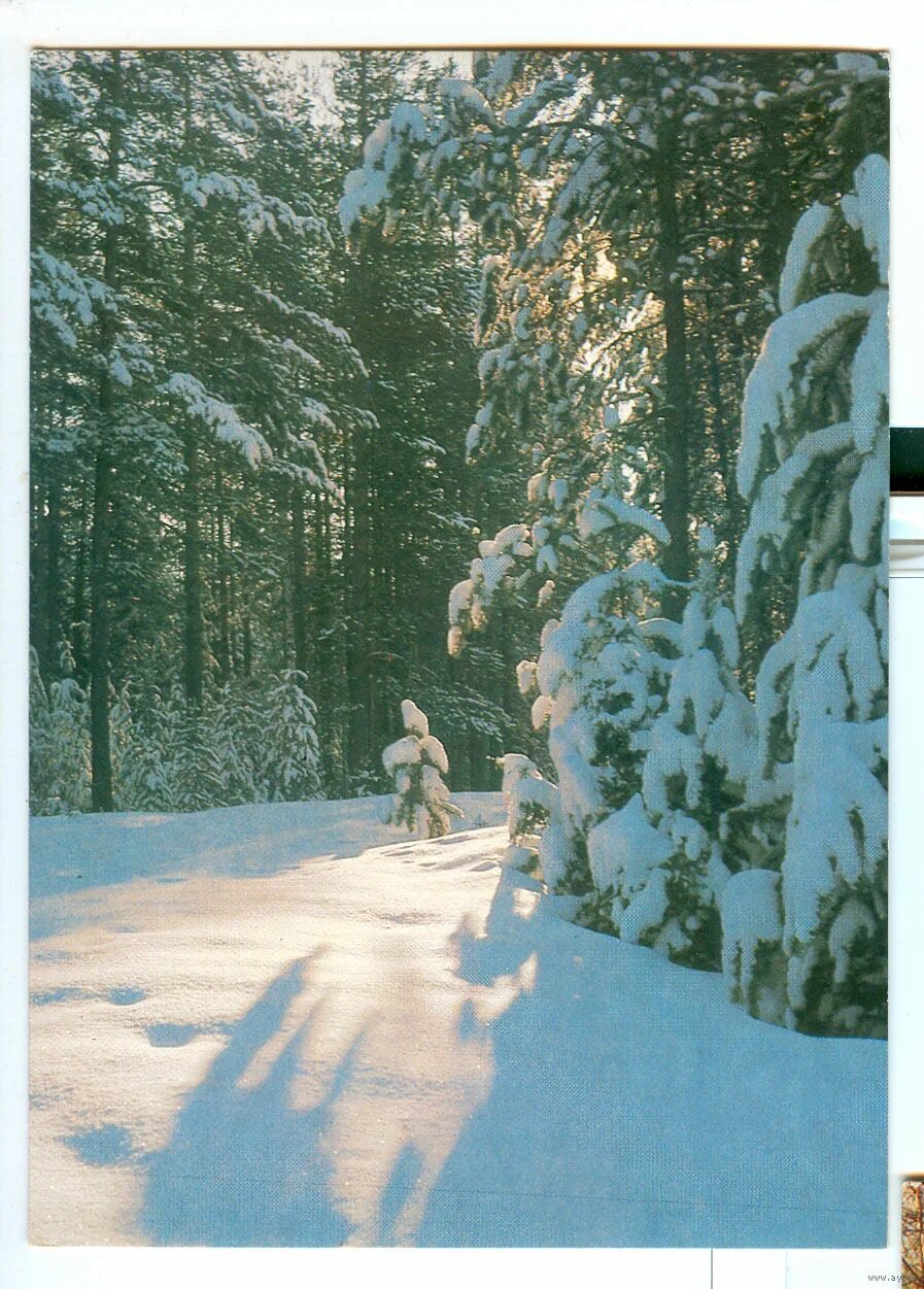 Лес 1986. Зимний лес Пушкин. Пушкин в лесу. Открытка лес картинка на почте фото.