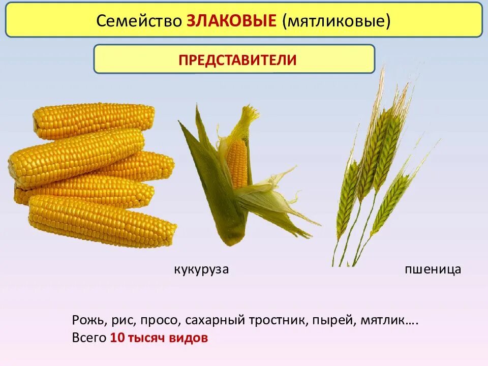 Покрытосеменные злаковые. Однодомные злаковые. Семейство злаковые Мятликовые. Семейство Мятликовые представители. Семейство злаковые Мятликовые представители.