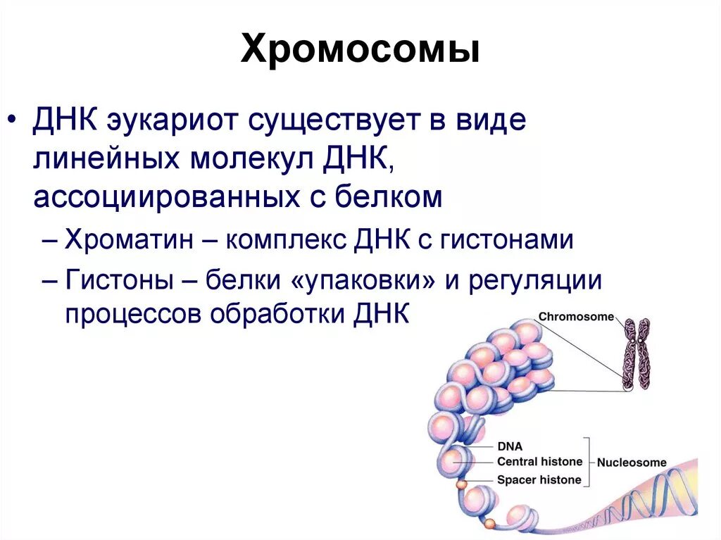 Эукариотическая клетка молекула днк. Форма ДНК У эукариот. Форма хромосомы эукариот. Структура хромосомы эукариот. Линейные хромосомы у эукариот.