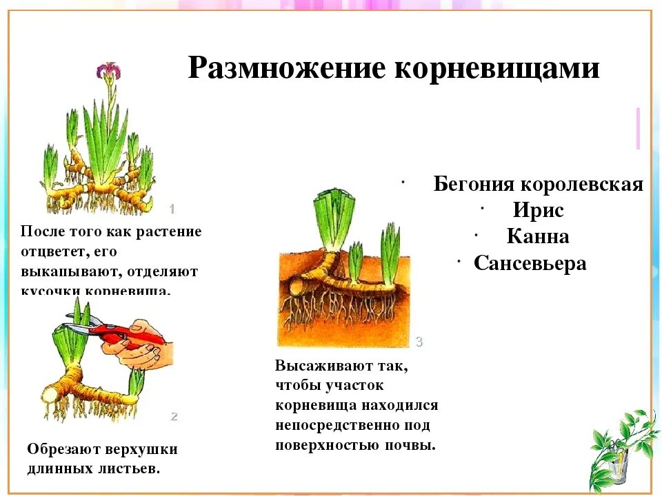 Деление корневища. Вегетативное размножение корневищами. Размножение корневищами вегетативное размножение. Размножение корневищами схема. Способы вегетативного размножения корневищами.