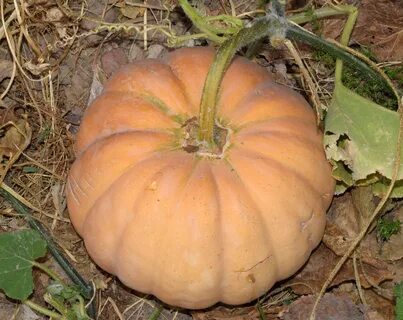 Cucurbita pepo subsp pepo