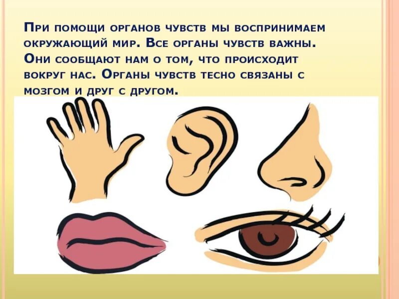 Органы чувств. Органы чувси. Презентация на тему органы чувств. Органы чувств рисунок. Презентация органы чувств 3 класс окружающий мир