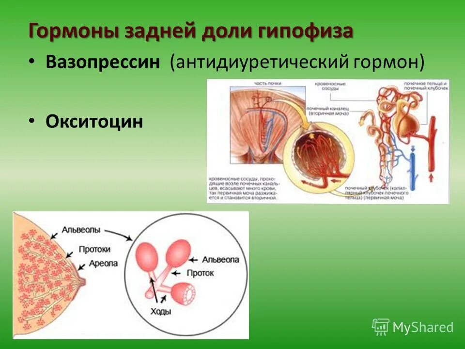 Гипофиза вазопрессин. Антидиуретический гормон задней доли гипофиза. Гормоны задней доли гипофиза. Окситоцин - это гормон передней доли гипофиза.