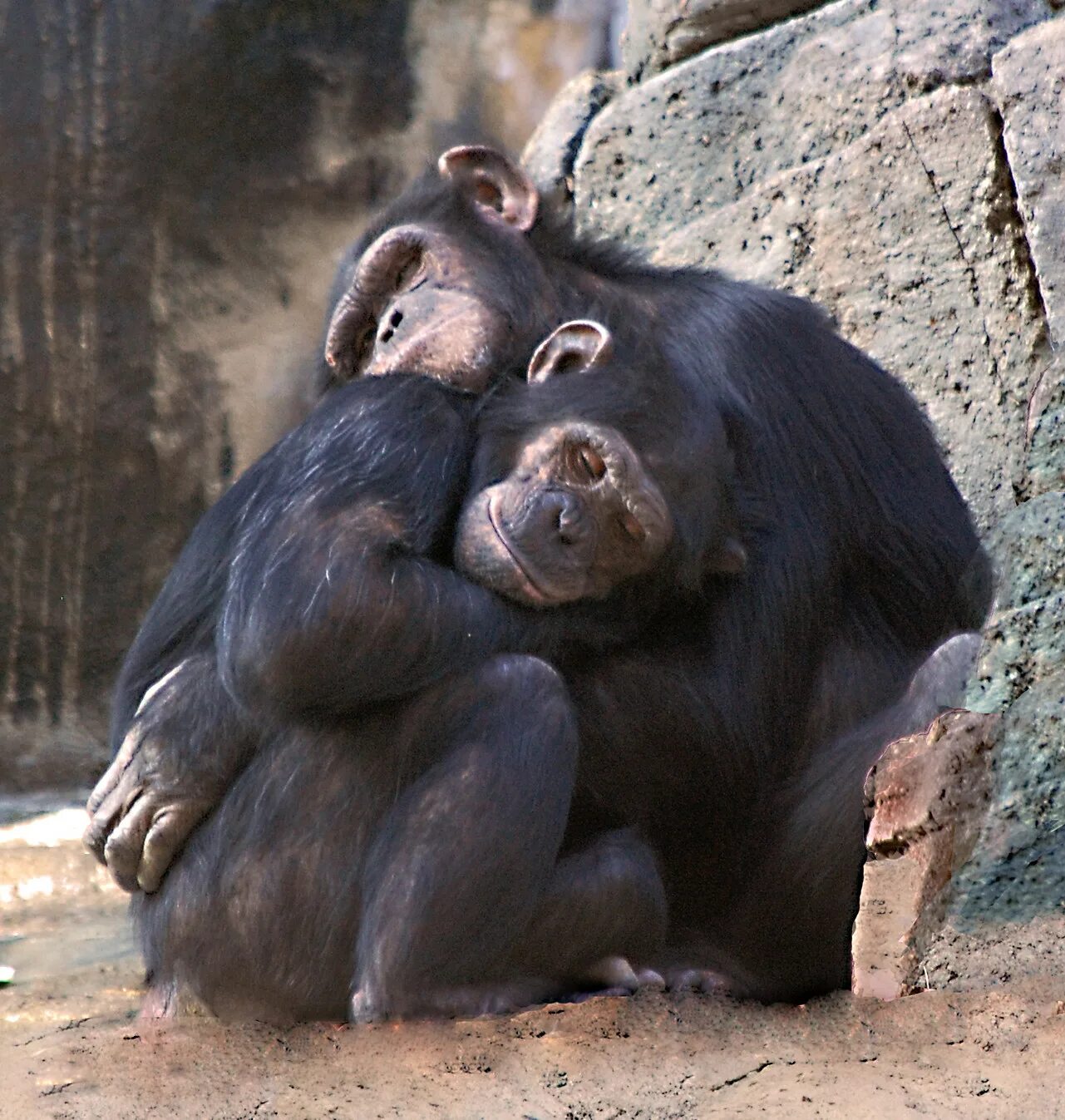 Обнимаю прикол. Шимпанзе бонобо. Обезьяны обнимаются. Обезьянки обнимаются. Влюбленные обезьянки.