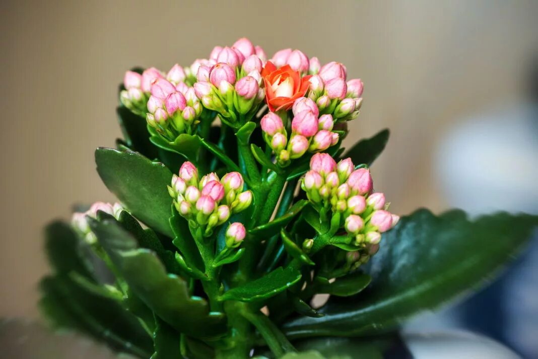 Растение каланхоэ. Каланхоэ Цветущий. Kalanchoe blossfeldiana. Каланхоэ ланцетовидный.