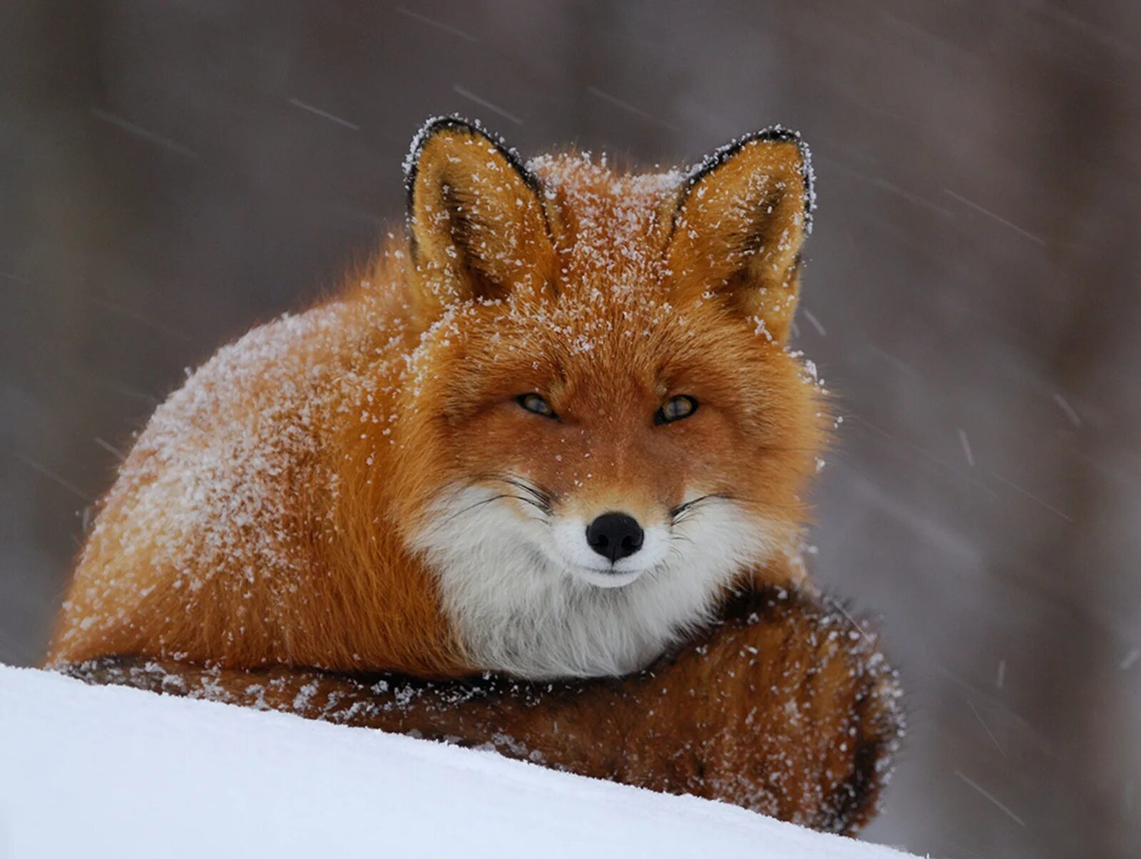Лиса Шпиленок. Лисица обыкновенная лисица. Красивая лиса. Рыжая лиса.