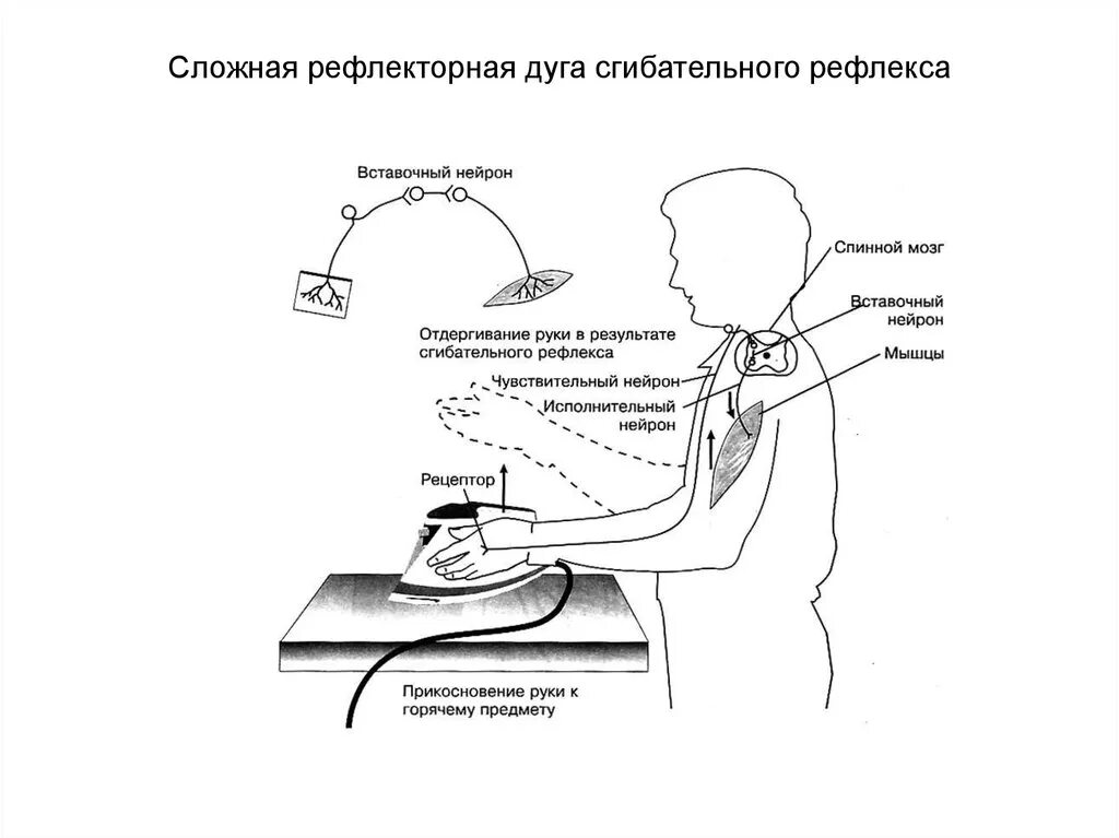 Дуга сгибательного рефлекса. Схема рефлекторной дуги сложного рефлекса. Сложная рефлекторная дуга сгибательного рефлекса схема. Сложная рефлекторная дуга сгибательного рефлекса рисунок. Примеры рефлексов сложной рефлекторной дуги.