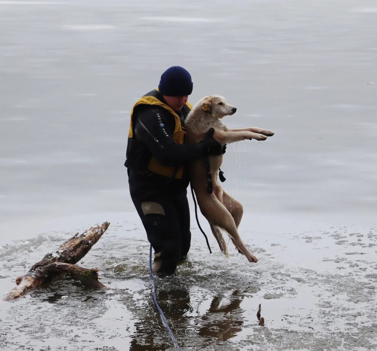 Спасают животных на льду. Собака провалилась под лед рисунок. Собака провалилась под лед рисунок. Вытащили басенджи из полыньи. Спасение провалившегося под лед.