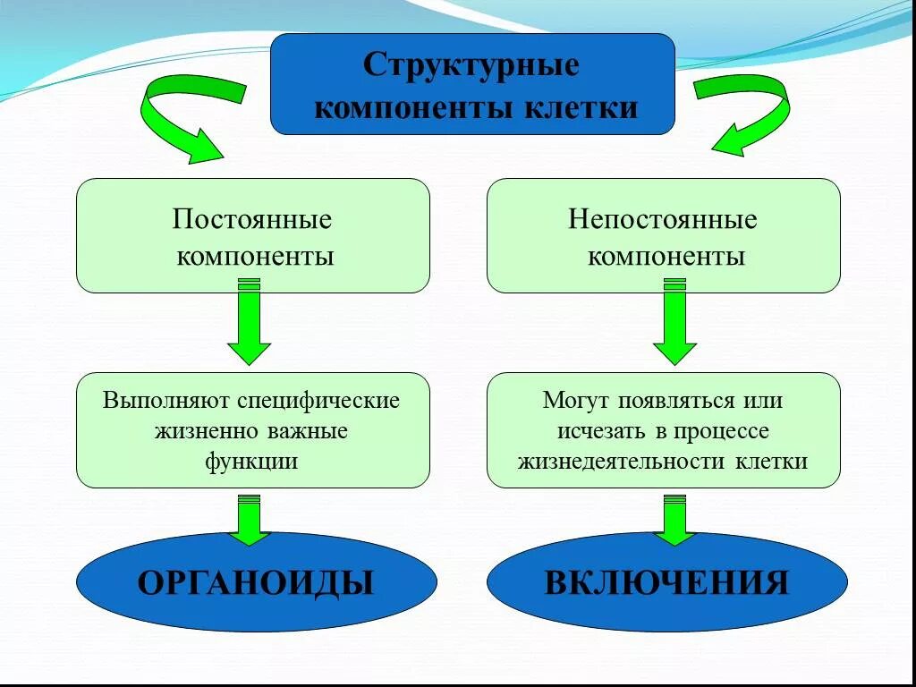 Функции составляющих клетки. Структурные компоненты клетки схема. Основные компоненты клетки. Главные структурные компоненты клетки. Постоянные и непостоянные структурные элементы клетки.