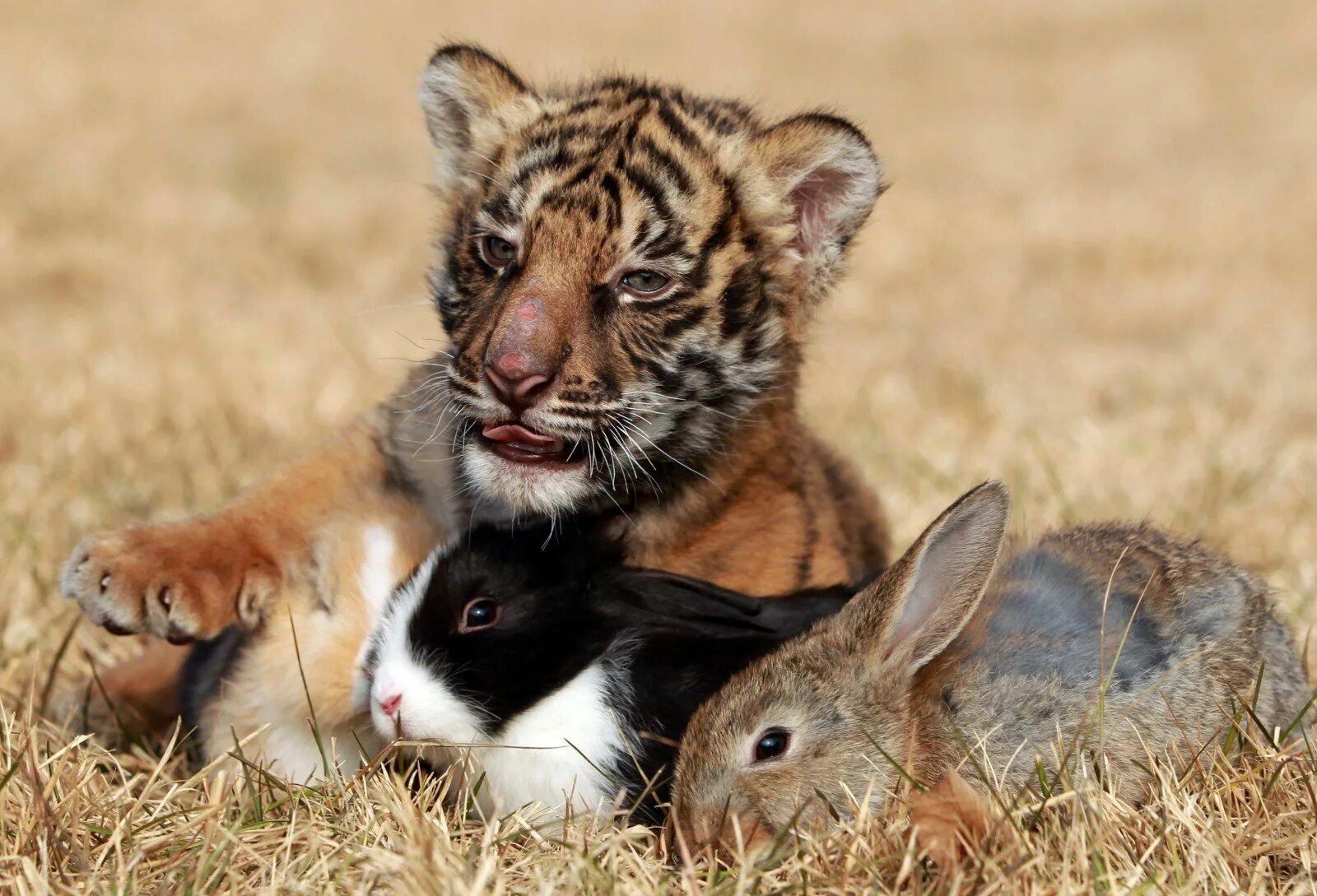 Какие отношения складываются между зайцем и белкой. Разные животные. Детеныши животных. Необычная Дружба животных. Милые Дикие животные.