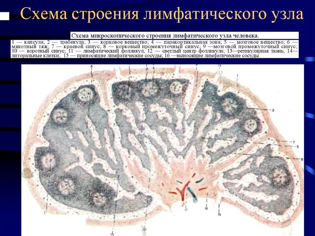 Вещество селезенки. Лимфатический ущелпрепараты гистология. Лимфатический узел гистология. Корковое вещество лимфатического узла гистология. Лимфатический узел гистология строение препарат.