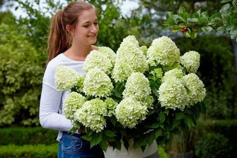 Карликовые гортензии метельчатые сорта с фото