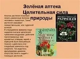 Лекарственные растения в доу. Зеленая аптека для дошкольников. Лекарственные растения в детском саду. Картотека зеленая аптека. Зеленая аптека.