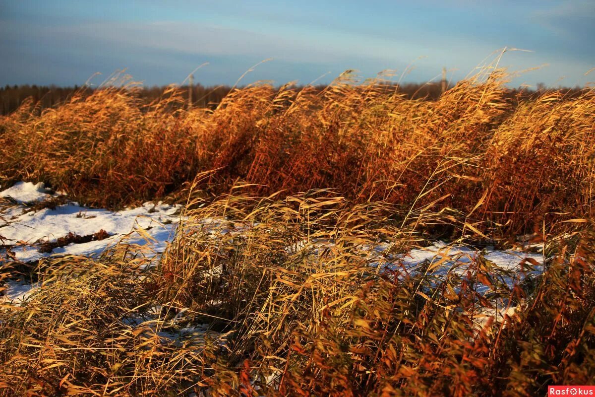 засохшая трава. осенняя трава. травянистые растения осенью. сухая трава.