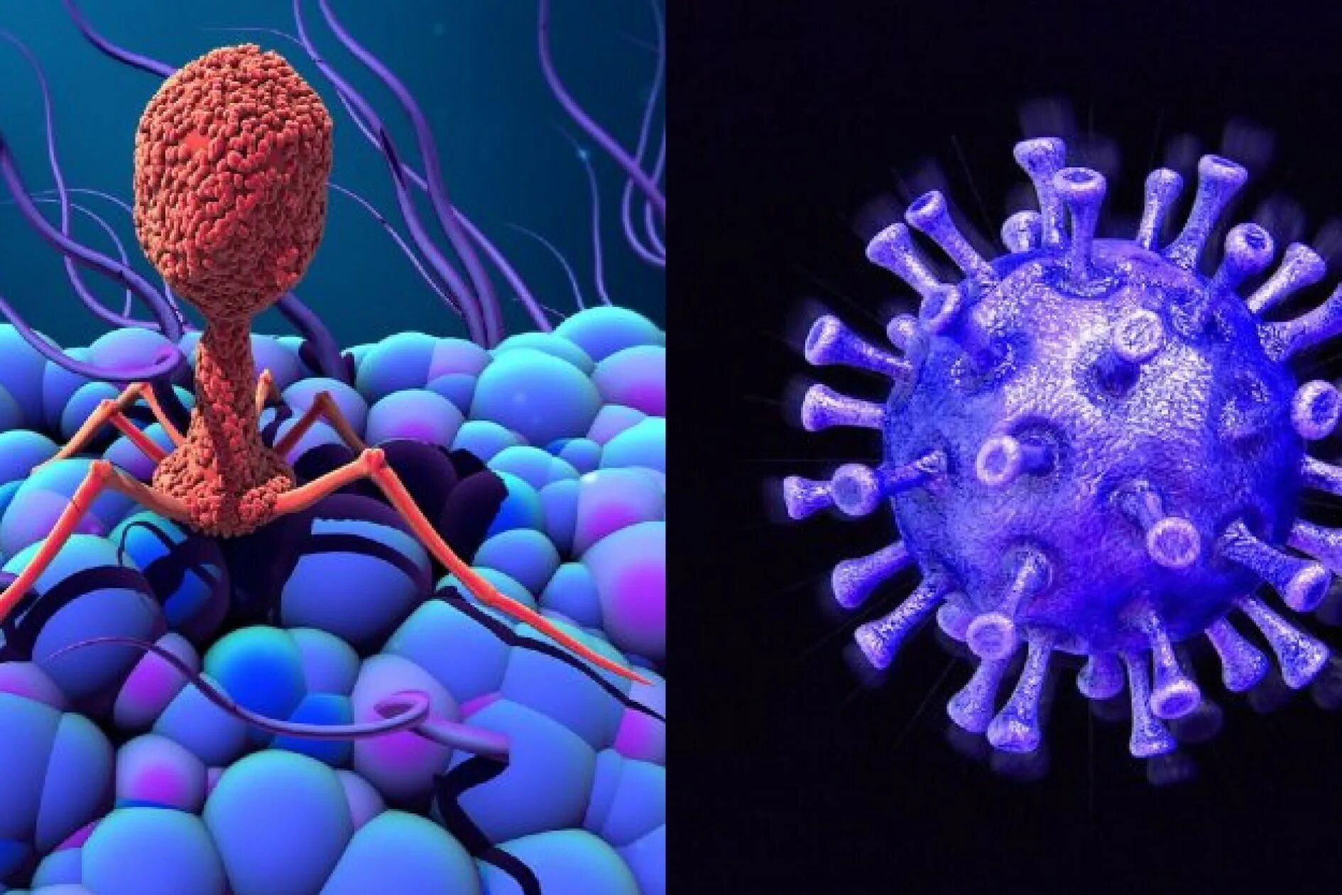 Бактерии хозяева. Клетка вируса. Вирусы вне клетки. Вирусы под микроскопом. Бактерии и вирусы под микроскопом.