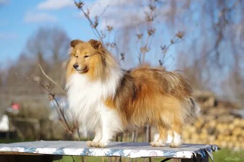 Маленькая колли