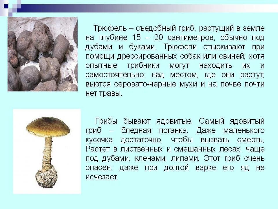 Почему вырос гриб. Описание гриба трюфель 2 класс. интересные факты о грибах. рассказ про гриб трюфель.