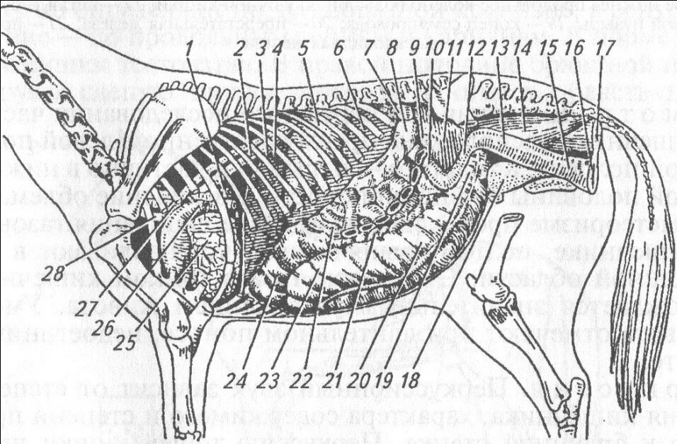 Пищеварительная система лошади анатомия. Топография органов пищеварения у КРС. Пищеварительный тракт лошади. Топография пищеварительной системы лошади.