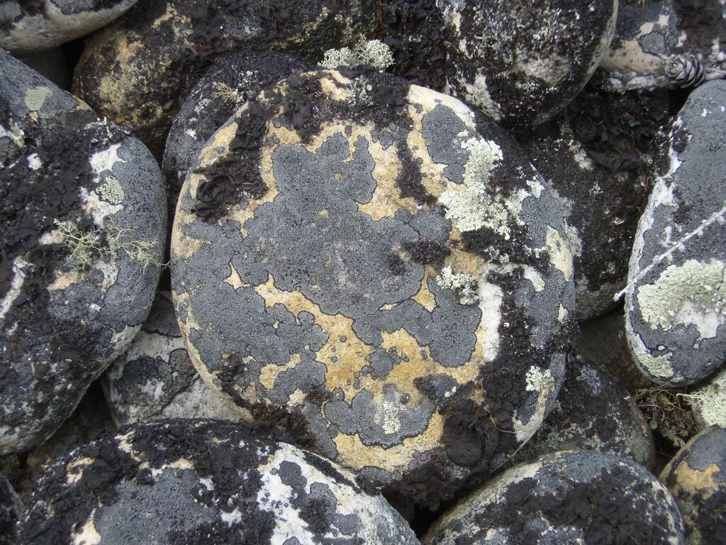 After stone. Плесень на Камне. Грибок на Камне. Зелёная плесень на Камне. Лишайники на камнях.