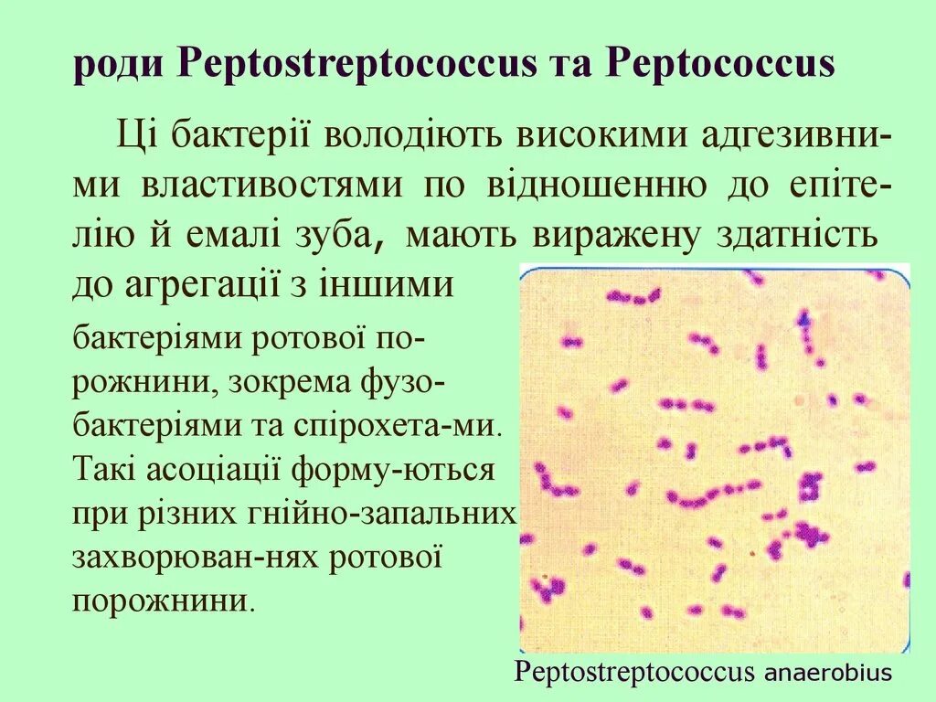 Peptostreptococcus. Пептококки и пептострептококки. Пептококки пептострептококки вейлонеллы. Пептострептококки микробиология. Пептострептококки морфология.