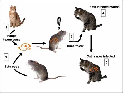 These are funny mouse