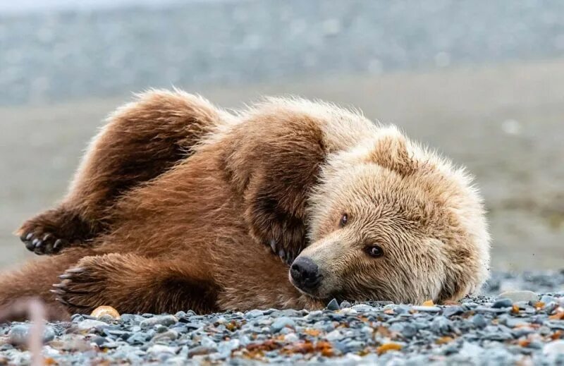 Animals posting. Красивый медведь. Медведь Гризли. Бурый медведь на Аляске. Аляска медведи.