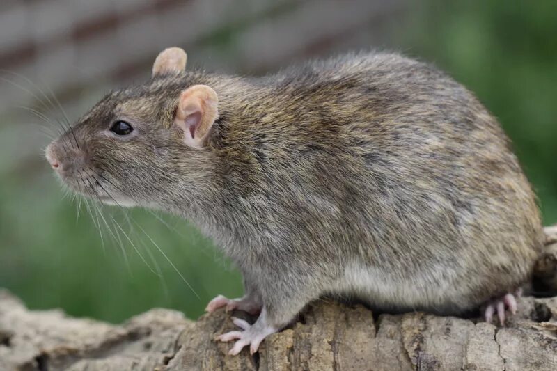 Крысы породы пасюк. Белобрысая крыса. Крыса порода серая. Крыса фото названиями. Rattus rattus norvegicus.