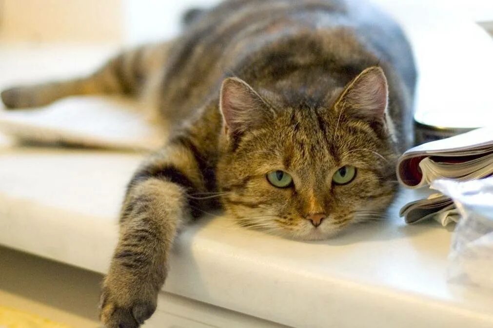 Кот вялый и не ест. Кот вялый и не ест