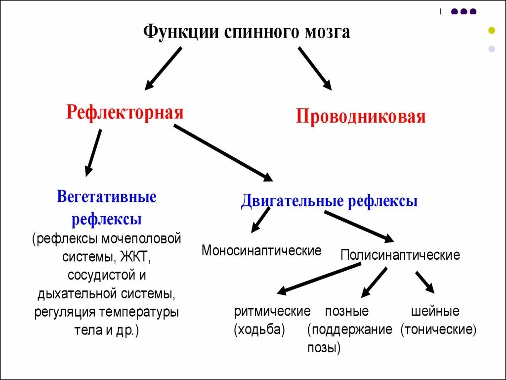 Вегетативные рефлексы головного мозга. Рефлекторная и проводниковая функции спинного мозга. Основные функции спинного мозга: проводниковая, рефлекторна. Функции спинного мозга рефлекторная и проводниковая таблица. Рефлекторная и Проводящая функции спинного.