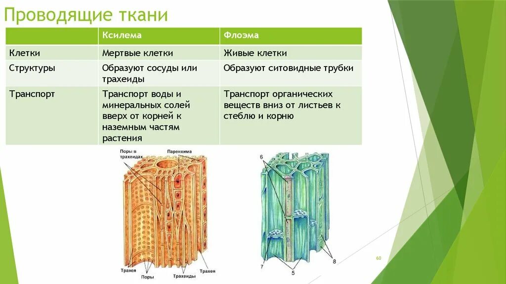 Проводящие строение и функции. Растительные ткани Ксилема флоэма. Ксилема и флоэма это ткани. Строение ткани растения флоэма Ксилема. Ситовидные трубки Ксилема растений.