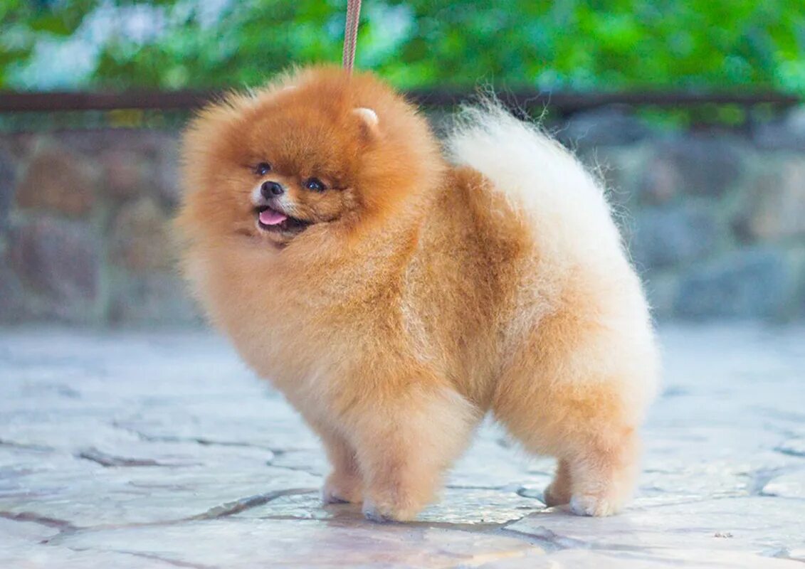 померанский карликовый шпиц медвежьего. карликовый шпиц медвежонок. померанский мини шпиц медвежьего. шпиц померанский медвежьего. померанский шпиц медвежонок.