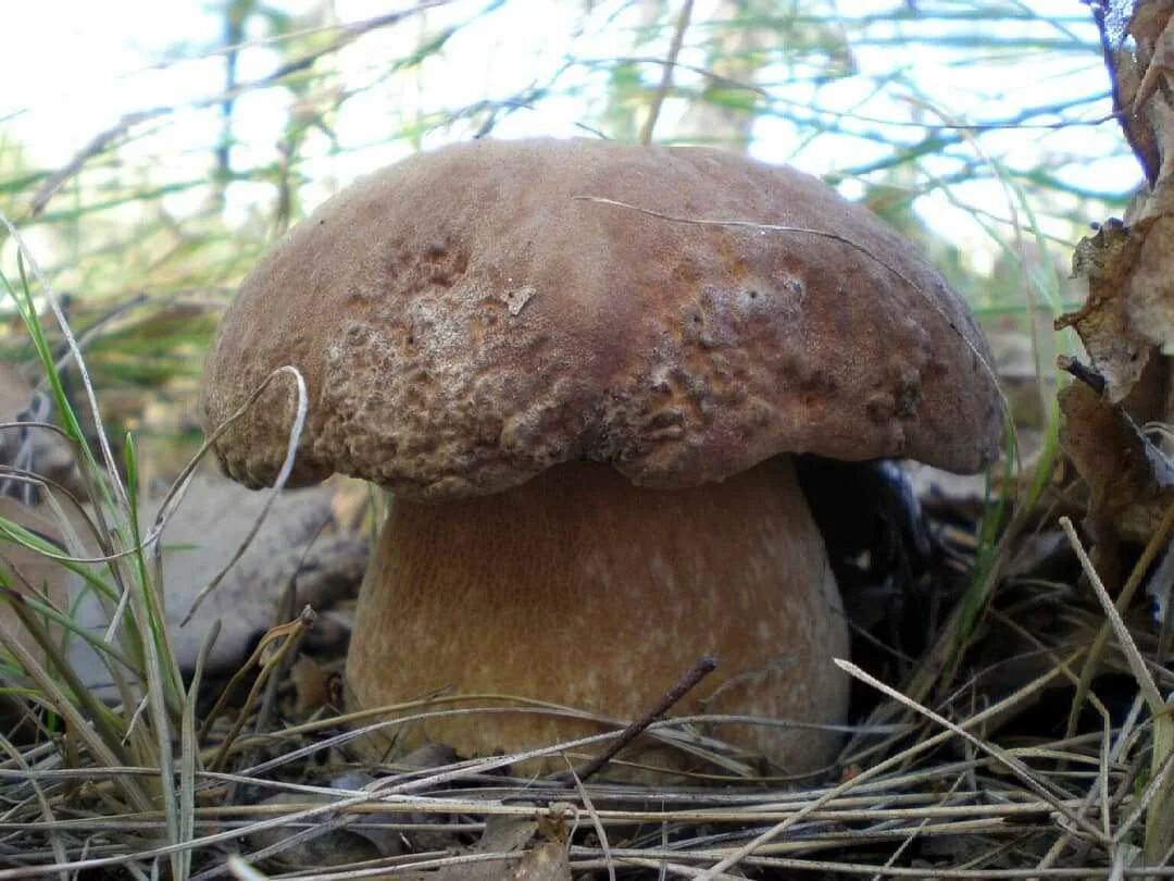 Грибовский лес. Боровик сетчатый Boletus reticulatus. Боровик сетчатый дубовый. Белый гриб дубовый Боровик сетчатый. Боровик дубовый гриб.