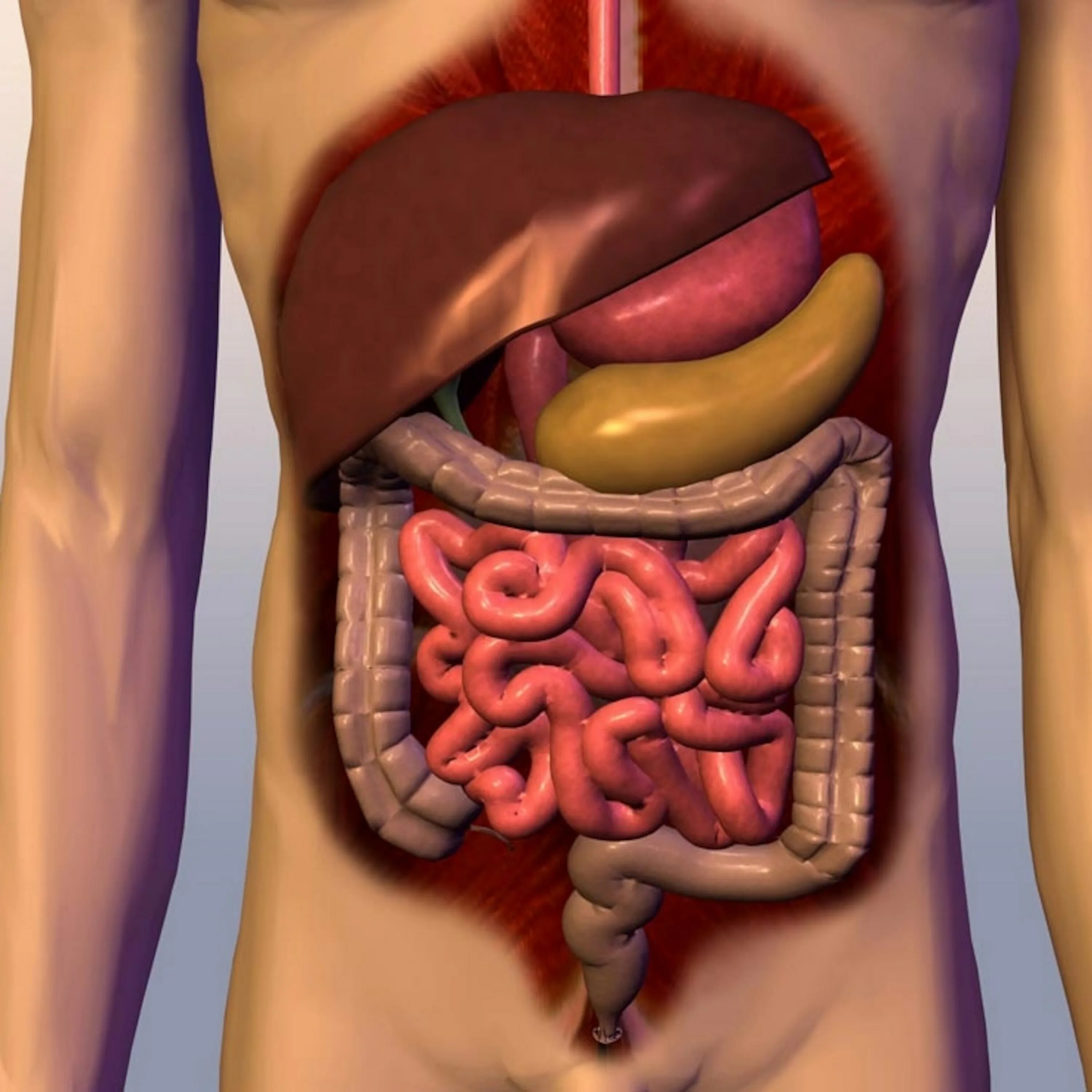 Печень и кишечник образуются. Анатомия человека поджелудочная. Желудочно кишечный тракт. Расположение кишечника в организме.