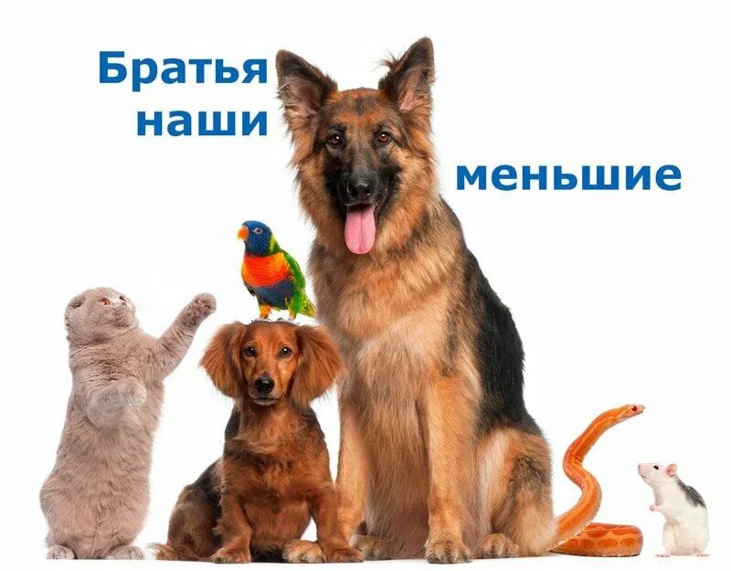 Животные братья наши меньшие. Братья наши меньшие собаки. Братья меньшие собаки. Братья меньшие собаки. Животные наши братья.