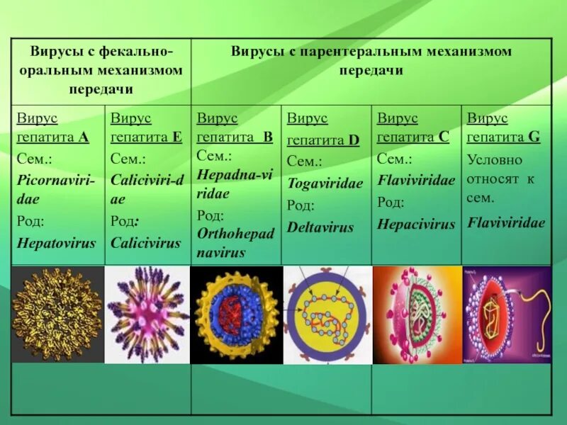 Классификация вирусов гепатита. Вирусные гепатиты с парентеральным механизмом передачи. Гепатит а таксономия. Вирус гепатита а таксономия. Вирусный гепатит задачи