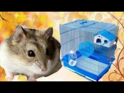 Как мыть клетку хомяка
