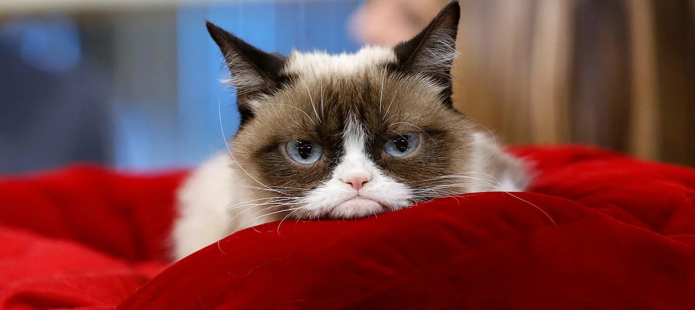 Cat meme. Cat meme