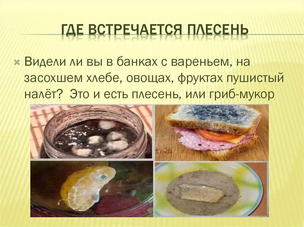 Как избежать плесени