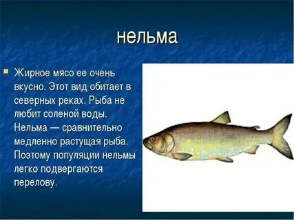 Нельма краснокнижная