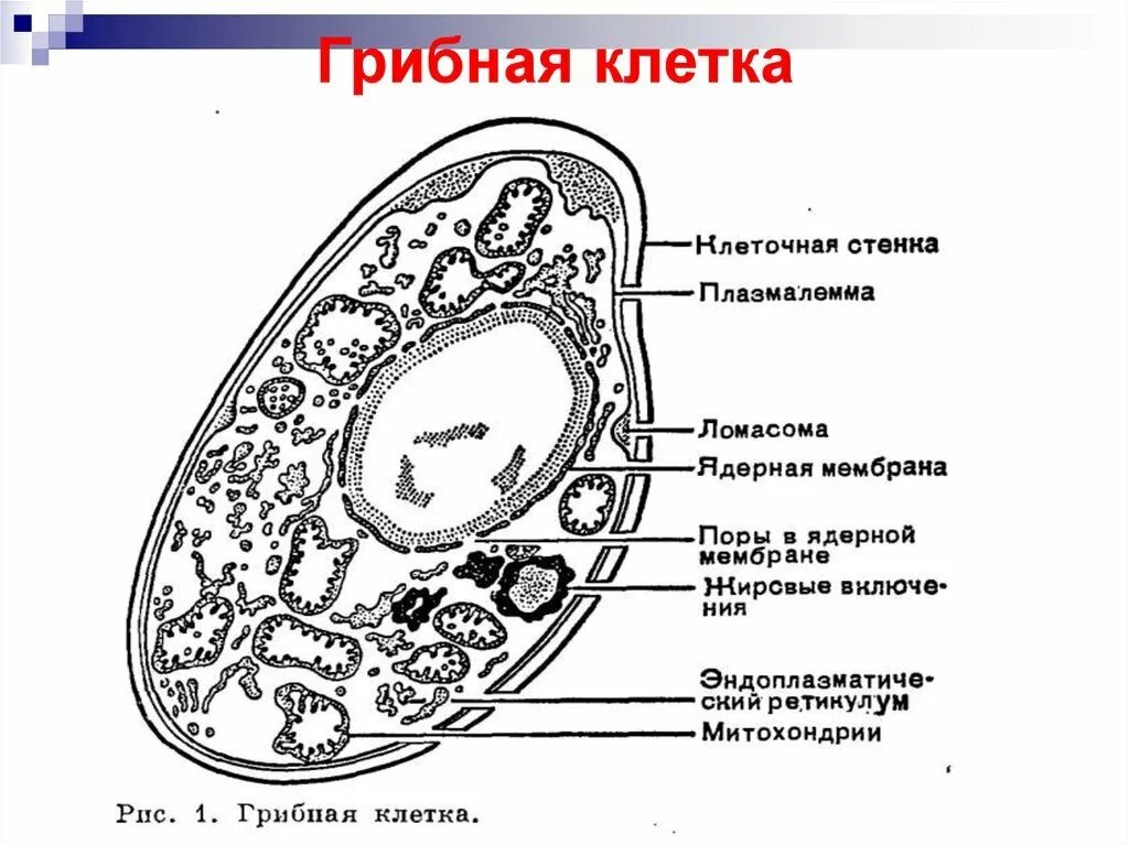 Строение клетки грибов рисунок. Схема строения клетки гриба 5 класс биология. Строение эукариотической клетки грибов. Строение грибной клетки. Клетки гриба не имеют ядра