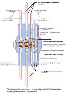 Параллельное положение относительно экстрафузального мышечного волокна занимают