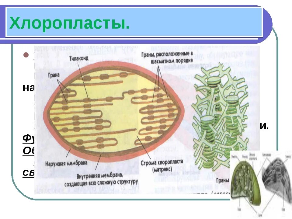 Хлоропласты способны. Строение хлоропласта ЕГЭ. Граны хлоропластов. Хлоропласт рисунок. Строма хлоропласта.