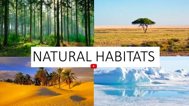 Natural habitat meaning. The natural habitats of many species. The natural habitats of many species. Habitat loss. Natural habitats предложения.