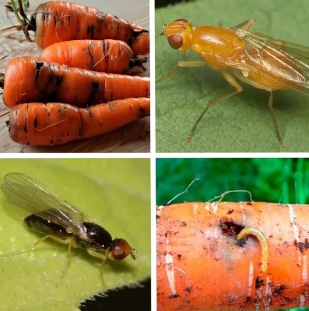 Морковная листоблошка фото. Ловушки для морковной мухи. Морковная муха методы борьбы препараты. Как избавиться от морковной мухи. Луковая и морковная муха.