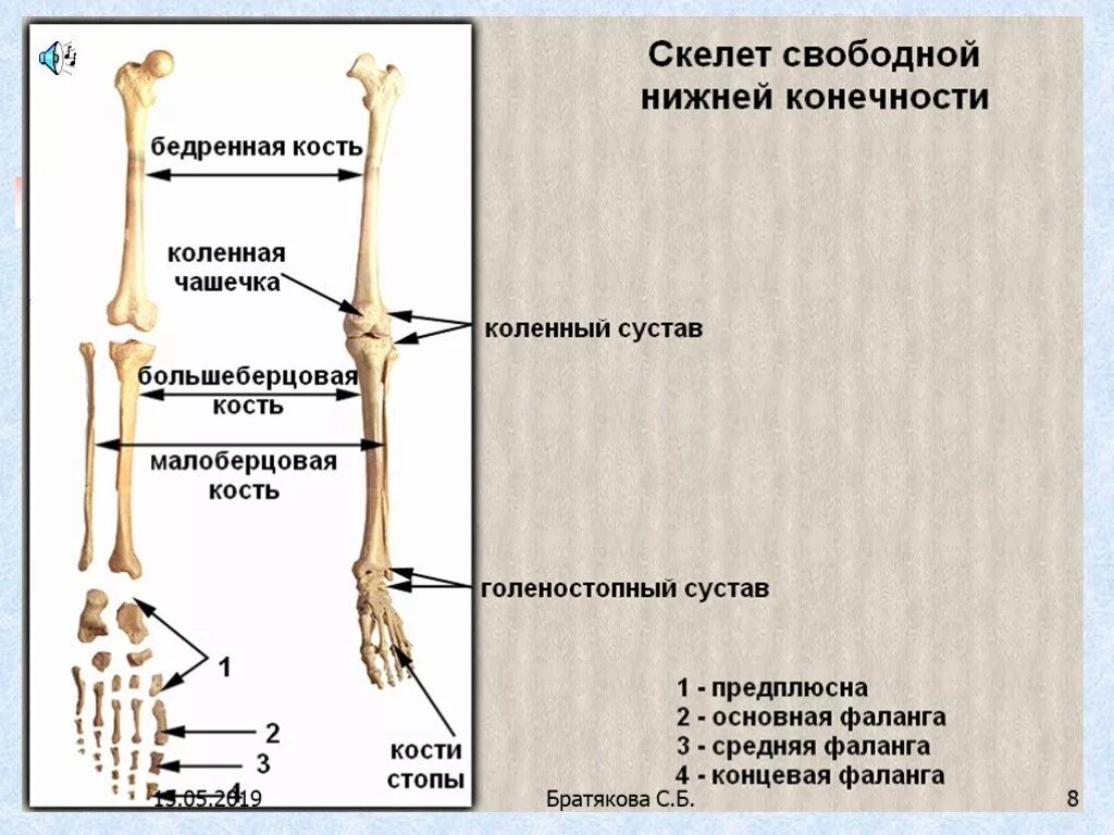 Строение костей конечности. Строение костей свободной нижней конечности. Верхние и нижние конечности анатомия. Кости верхней и нижней конечности анатомия. 7 скелет конечностей