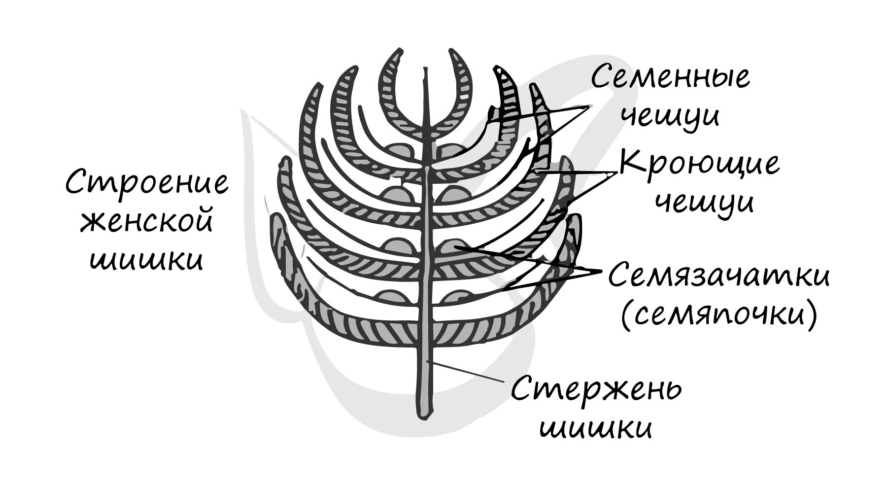 Чешуйка мужской шишки. Схема строение шишки сосны. Схема строения женской шишки сосны. Строение женской шишки сосны. Строение мужской и женской шишки сосны.