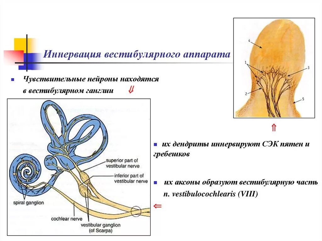 Вестибулярных аппарата сколько. Иннервация слухового анализатора. Нерв иннервирующий органы слуха и равновесия. Слуховой и вестибулярный нерв. Иннервация внутреннего уха схематично.