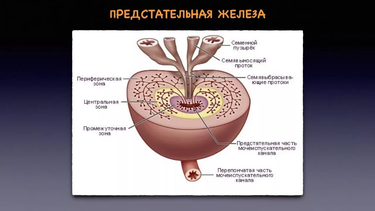 Схема простаты. Предстательная железа анатомия строение. Функции предстательной железы анатомия. Строение семенного бугорка гистология. Строение стенки предстательной железы.