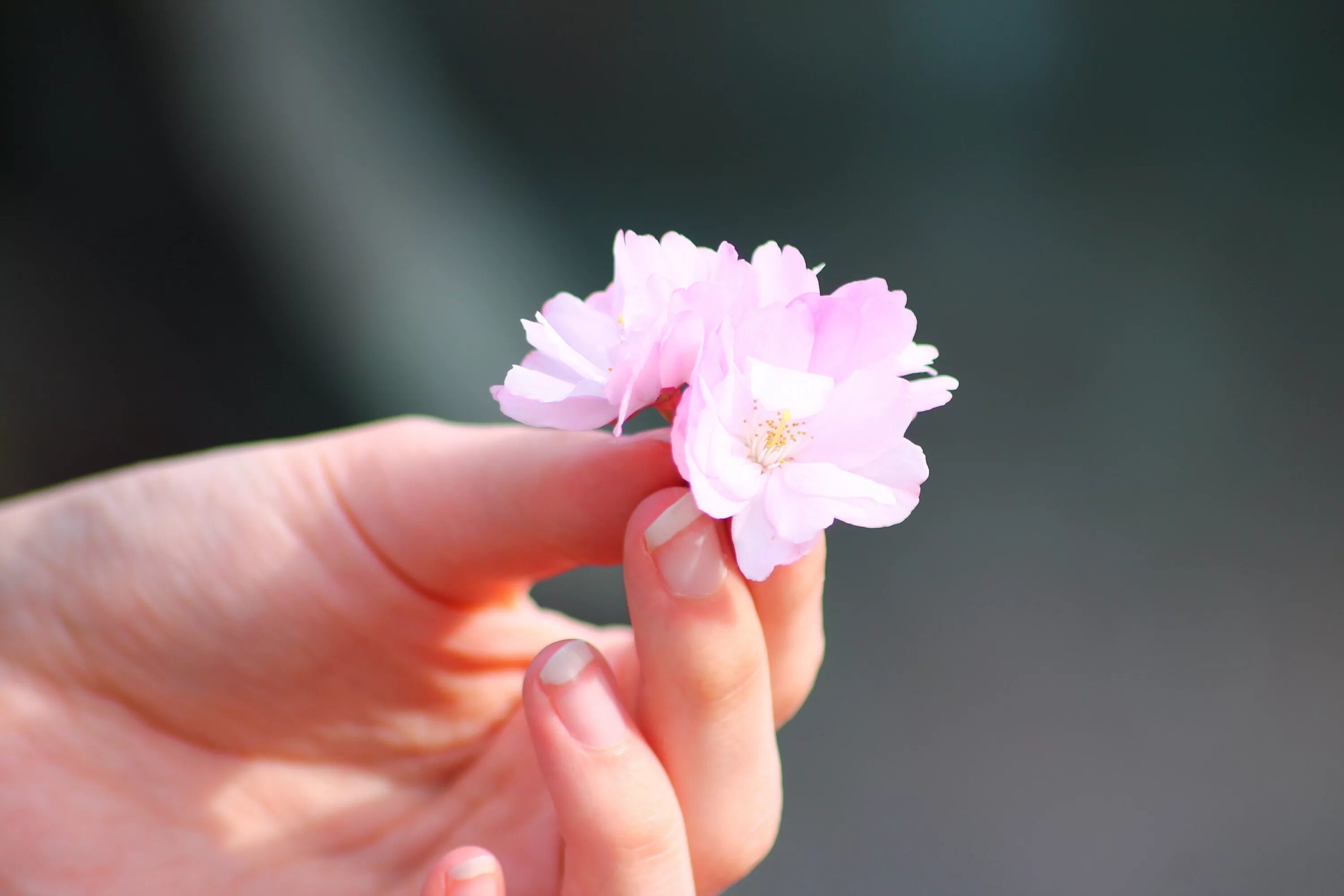 Руки цвета весны. Нежные цветы в руках. Цветочек в руке. Цветок на руку.. Цветы в ладонях.
