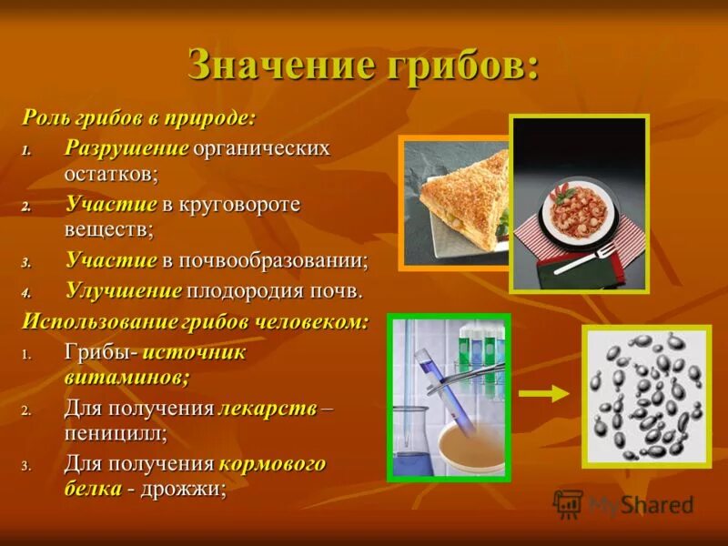 Сообщение многообразие и значение грибов. Значение грибов в природе. Роль грибов и бактерий в природе. Значение бактерий и грибов в природе. Значение грибов в природе и жизни человека.